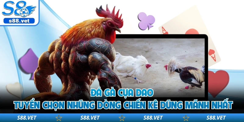 Đá gà cựa dao tuyển chọn những dòng chiến kê dũng mãnh nhất