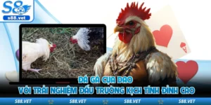 Đá Gà Cựa Dao S8 - Top 1 Đấu Trường Nảy Lửa Hấp Dẫn