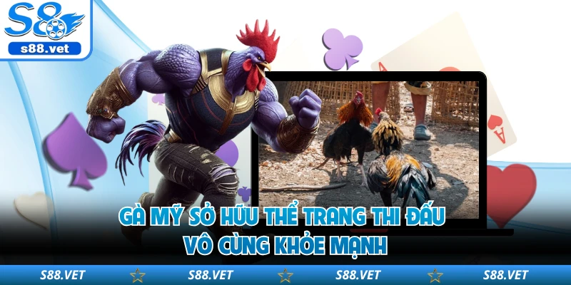 Đá Gà Thomo - Sân Chơi Chọi Kê Đỉnh Cao Tại S8 Uy Tín 2 Gà mỹ sở hữu thể trang thi đấu vô cùng khỏe mạnh